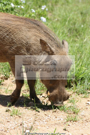 pictures of animals in africa. cape south africa animals