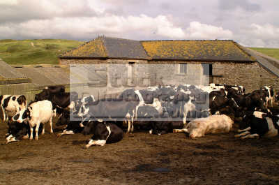 Cornish Cows